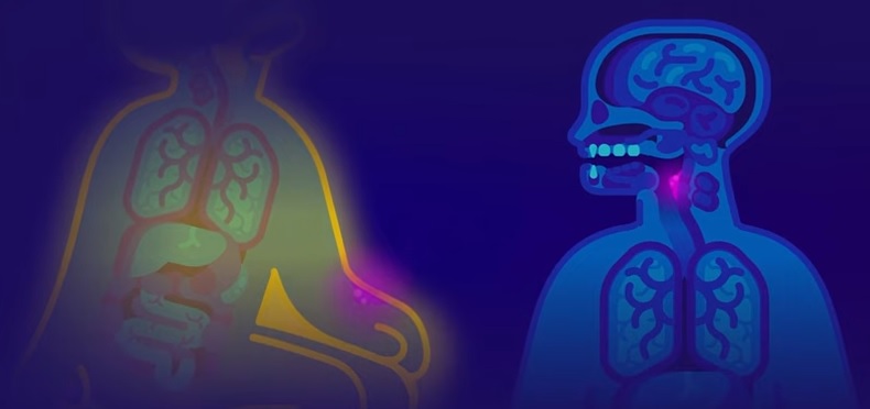 How This Bizarre Virus Killed 500 Million People