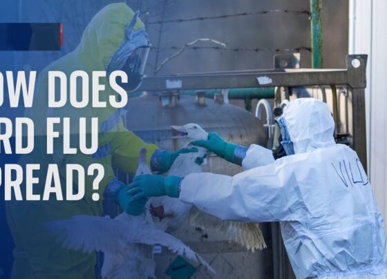 In a recent development reported by NHK, Japan has identified the first case of highly pathogenic H5-type bird flu this season at a poultry farm in the southern region of the country. This alarming discovery has prompted immediate action, with the local government in Saga prefecture set to cull approximately 40,000 birds on the affected farm. The agriculture ministry, although unnamed in NHK's report, is actively involved in managing this critical situation. The Detection and Response The virus was detected through genetic testing conducted after the discovery of deceased poultry birds on the farm on Friday. The severity of the situation has led Prime Minister Fumio Kishida to convene relevant cabinet ministers for discussions on implementing measures to prevent the further spread of the virus. This decisive response demonstrates the government's commitment to addressing the issue promptly. Global Context Highly pathogenic avian influenza has been a global concern in recent years, resulting in the culling of hundreds of millions of birds worldwide. Japan, having experienced a record 17.7 million poultry bird culling last season, remains vigilant to prevent further outbreaks. The authorities are on high alert, recognizing the potential consequences of the virus's spread. Key Players and Locations The saga unfolds in Saga prefecture, where the local government faces the challenging task of culling a significant number of birds to contain the outbreak. The Kashima farm, where the virus was confirmed through genetic testing, is at the center of attention. The involvement of NHK and the agriculture ministry underscores the collaborative efforts to manage the crisis effectively. Frequently Asked Questions Q: What type of bird flu has been detected in Japan? A: Japan has detected the highly pathogenic H5-type bird flu. Q: How many birds are slated for culling? A: Approximately 40,000 birds are set to be culled in response to the detected bird flu case. Q: Why is genetic testing being conducted? A: Genetic testing is crucial for confirming the presence of the bird flu virus and guiding appropriate response measures. Q: How severe is the global impact of avian influenza? A: Avian influenza has had a significant global impact, leading to the culling of hundreds of millions of birds worldwide. Conclusion The detection of the highly pathogenic bird flu in Japan emphasizes the importance of swift and coordinated responses to mitigate the potential spread of the virus. The government's commitment to implementing preventive measures and the collaboration between various stakeholders are crucial in safeguarding both public health and the poultry industry. As the situation unfolds, continued vigilance and proactive measures will be essential in addressing this public health challenge.