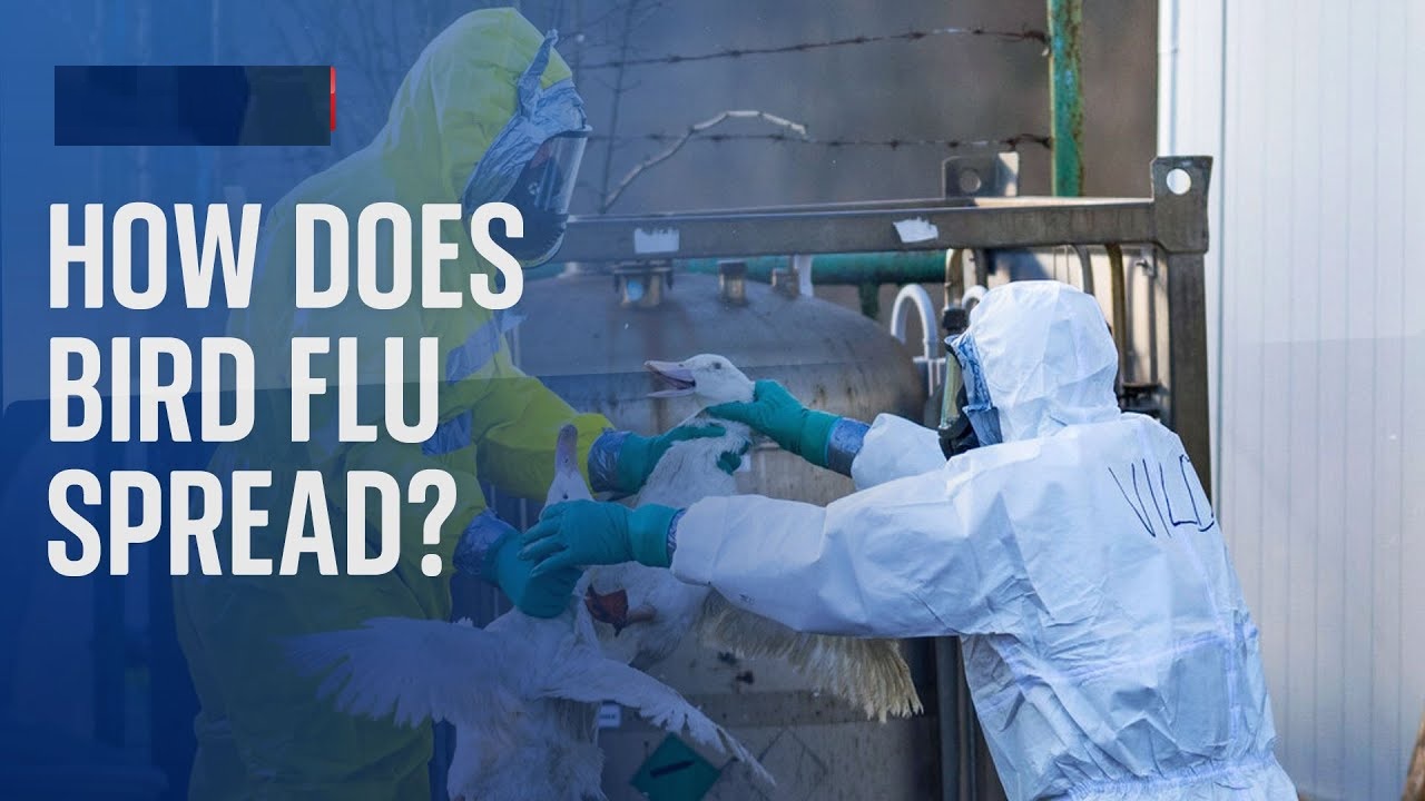 Japan Detects First Highly Pathogenic H5-Type Bird Flu Case