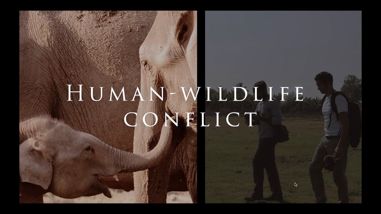 Human Wildlife Conflict in State compensation