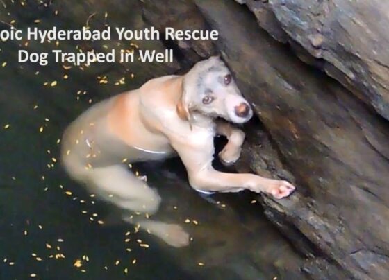Hyderabad Youth Travel 100+ Kilometers to Rescue Dog Trapped in Well for 3 Days In a heartwarming act of compassion and bravery AWCS Heroic Hyderabad Youth Rescue Dog Trapped in Well, a group of young individuals from Hyderabad undertook a daring rescue mission to save a dog trapped in an open agricultural well in a village in Siddipet district. Led by members of the Animal Warriors Conservation Society (AWCS) , this remarkable effort stands as a testament to the power of humanity in alleviating the suffering of animals in need. The Rescue Mission The rescue team, comprising Sanjeev Das, Romen Das, Arun Das, and Heman Das, received a distress call from concerned villagers in Siddipet, reporting the plight of a dog stranded in a well for three days. Despite the late hour, the team sprang into action, embarking on a journey spanning over 100 kilometers to reach the site of the incident.