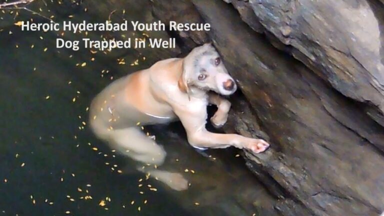 Hyderabad Youth Travel 100+ Kilometers to Rescue Dog Trapped in Well for 3 Days In a heartwarming act of compassion and bravery AWCS Heroic Hyderabad Youth Rescue Dog Trapped in Well, a group of young individuals from Hyderabad undertook a daring rescue mission to save a dog trapped in an open agricultural well in a village in Siddipet district. Led by members of the Animal Warriors Conservation Society (AWCS) , this remarkable effort stands as a testament to the power of humanity in alleviating the suffering of animals in need. The Rescue Mission The rescue team, comprising Sanjeev Das, Romen Das, Arun Das, and Heman Das, received a distress call from concerned villagers in Siddipet, reporting the plight of a dog stranded in a well for three days. Despite the late hour, the team sprang into action, embarking on a journey spanning over 100 kilometers to reach the site of the incident.