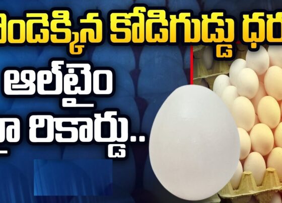 The Rising Cost of Eggs in Hyderabad: A Pocket Pinch for Consumers Understanding the Surge in Egg Prices In recent times, residents of Hyderabad have been facing a significant rise in the cost of eggs, a staple in many households. What used to be an affordable commodity has now become a burden on the pocket. Let's delve into the factors contributing to this surge. Last Year's Comparison On May 4 last year, the price for 100 units of eggs stood at Rs 420. However, fast forward to this year, and the cost has escalated to Rs 445. This notable increase within a year's time frame raises concerns among consumers. Factors Driving the Price Hike Market experts point towards several factors fueling this upward trend. The foremost among them is the shortage in the supply of eggs in Hyderabad. This scarcity has led to a surge in prices, leaving consumers grappling with the financial impact.