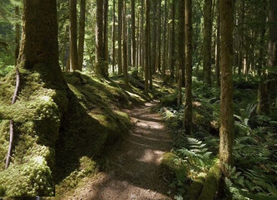 Where Are the Missing 2.2 Million Acres of Forest Land? Uncertainty surrounds the actual extent of forest areas in the state. According to the Forest Department's records, the total forest land across the state covers 6.633 million acres. However, discrepancies arise when comparing these figures with other reports and records. Forest Department Records: 6.633 Million Acres The Forest Department's records state that the total forest land in the state is 6.633 million acres. Of this, the notified forest blocks account for 6.512 million acres. Yet, in the report submitted to the central government, the state’s Forest Department indicated only 4.305 million acres. This disparity raises questions about the remaining 2.2 million acres of forest land. Geographic Spread: 24% of the State's Area The state's geographical area totals 27,710,412 acres. Under the Forest Act, 6.633 million acres of this area are designated as forest land, constituting approximately 24% of the total area. Recently, the Principal Chief Conservator of Forests (PCCF), R.M. Dobriyal, submitted a district-wise forest land report to the Inspector General (IG) of Forests at the central Forest Department, listing a total of 4.305 million acres as forest land. These figures were based on data from the Revenue Department and Telangana's Chief Commissioner of Land Administration (CCLA).