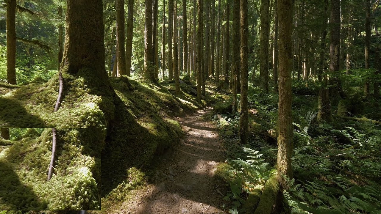 Where did the 2.2 million acres of forest land disappear