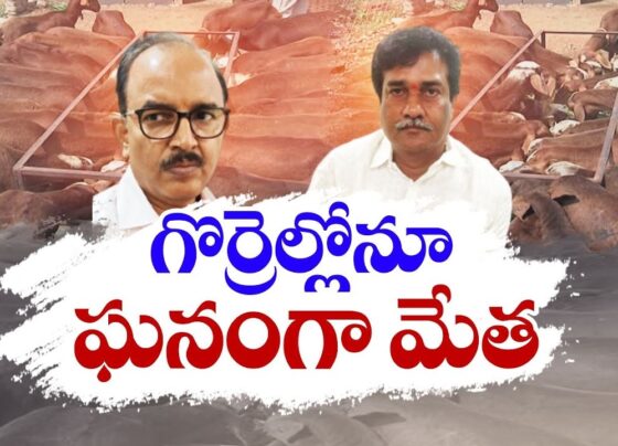 Unveiling the Rs. 700 Crore Sheep Supply Scheme Scam: Who Benefited How Much? The Anti-Corruption Bureau (ACB) has identified the colossal Rs. 700 crore Sheep Supply Scheme scam, prompting an intensified investigation. Suspicions are high that influential figures played significant roles in this large-scale embezzlement. In-Depth Investigation into the Sheep Supply Scheme Scam The ACB has been closely examining the financial irregularities of the Sheep Supply Scheme, where a staggering amount of Rs. 700 crore was misappropriated. The scheme's magnitude suggests the involvement of high-ranking officials. Given the scheme's scale, the ACB's next steps are critical. Key Figures Under Scrutiny An unauthorized contractor, Mohiuddin, who managed the Loloan company, fled to Dubai immediately after the case was filed. The ACB has issued a lookout notice to bring him back for interrogation, believing that his testimony could expose the key players behind the scam. To uncover how the embezzled funds were distributed, the ACB is focusing on the bank transactions of Mohiuddin and the arrested suspects. Appointing Favorable Officials In this case, several officials were previously arrested, including Dr. Ravi, Assistant Director of the Kamareddy Regional Veterinary Hospital; Dr. M. Aditya Keshav Sai,