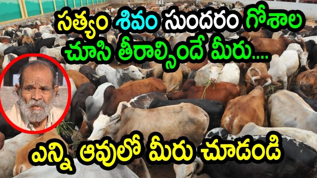 Hyderabad is set to host one of India's largest veterinary hospitals, Maa Saraswathi, at the Satya Shivam Sundaram Gau Shala. This extensive facility will offer top-tier medical care for a variety of animals, significantly enhancing veterinary services in the region. State-of-the-Art Veterinary Hospital Maa Saraswathi Veterinary Hospital will span over 5,100 square feet and feature an array of advanced medical facilities. It will house an operation theatre, an intensive care unit (ICU), and numerous diagnostic tools. The hospital will also include a medical dispensary staffed by specialized doctors, surgeons, and paramedical personnel, ensuring comprehensive care for all animals. Modern Medical Equipment The hospital will be equipped with cutting-edge diagnostic tools, including an X-ray machine, an endoscope, and a blood-insulin analyzer. Additionally, the facility will have an ambulance service to provide emergency transportation for animals in need. Satya Shivam Sundaram Cow Shelter Satya Shivam Sundaram Gau Shala, known for housing 3,200 cows at Gaganpahad and 2,800 at Burujugadda, is recognized as the largest cow shelter in South India. This new veterinary facility will support the health and well-being of the 6,000 cows residing at these locations. Inauguration and Vision The new hospital is anticipated to be inaugurated in the first week of July. This project is the realization of a long-held dream by 85-year-old Dharam Raj Ranka, a retired jeweler dedicated to cow protection for the past 30 years. His mission to save and care for cows has driven the establishment of this state-of-the-art veterinary hospital. Comprehensive Animal Care While the primary focus will be on the cows at Satya Shivam Sundaram Gau Shala, the hospital will also cater to other animals in the surrounding areas. Sheep, goats, and dogs will benefit from the expert care provided by the hospital's medical team.