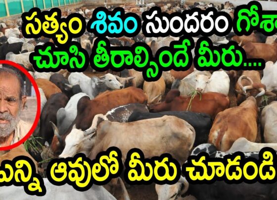 Hyderabad is set to host one of India's largest veterinary hospitals, Maa Saraswathi, at the Satya Shivam Sundaram Gau Shala. This extensive facility will offer top-tier medical care for a variety of animals, significantly enhancing veterinary services in the region. State-of-the-Art Veterinary Hospital Maa Saraswathi Veterinary Hospital will span over 5,100 square feet and feature an array of advanced medical facilities. It will house an operation theatre, an intensive care unit (ICU), and numerous diagnostic tools. The hospital will also include a medical dispensary staffed by specialized doctors, surgeons, and paramedical personnel, ensuring comprehensive care for all animals. Modern Medical Equipment The hospital will be equipped with cutting-edge diagnostic tools, including an X-ray machine, an endoscope, and a blood-insulin analyzer. Additionally, the facility will have an ambulance service to provide emergency transportation for animals in need. Satya Shivam Sundaram Cow Shelter Satya Shivam Sundaram Gau Shala, known for housing 3,200 cows at Gaganpahad and 2,800 at Burujugadda, is recognized as the largest cow shelter in South India. This new veterinary facility will support the health and well-being of the 6,000 cows residing at these locations. Inauguration and Vision The new hospital is anticipated to be inaugurated in the first week of July. This project is the realization of a long-held dream by 85-year-old Dharam Raj Ranka, a retired jeweler dedicated to cow protection for the past 30 years. His mission to save and care for cows has driven the establishment of this state-of-the-art veterinary hospital. Comprehensive Animal Care While the primary focus will be on the cows at Satya Shivam Sundaram Gau Shala, the hospital will also cater to other animals in the surrounding areas. Sheep, goats, and dogs will benefit from the expert care provided by the hospital's medical team.