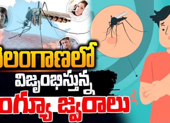 The onset of the monsoon season in Telangana has brought a sharp rise in seasonal diseases, particularly dengue, chikungunya, and malaria. During August and September, these vector-borne diseases have seen a significant spike, prompting immediate action from the state government. The Health Minister of Telangana, Damodar Rajanarshimha, held a critical review meeting to assess the situation and released alarming statistics covering the period from January 1 to August 30, 2024. Dengue Cases Reach Alarming Levels Dengue has emerged as the most widespread and concerning illness in Telangana, with a reported 6,242 cases out of 106,356 samples tested, reflecting a positivity rate of 6%. Hyderabad remains the epicenter of this surge, accounting for 2,073 cases. Other districts with significant dengue activity include Suryapet (506 cases), Medchal-Malkajgiri (475 cases), Khammam (407 cases), and Nizamabad (362 cases). The high-risk areas have seen increased monitoring and intervention as the state grapples with this health challenge. Chikungunya and Malaria: The State’s Ongoing Battle While dengue cases dominate the headlines, chikungunya and malaria continue to be areas of concern. Chikungunya cases have been comparatively lower, with 167 reported cases from 3,127 samples tested, leading to a positivity rate of 5%. The most affected districts include Hyderabad (74 cases), Mahabubnagar (20 cases), and Wanaparthy (17 cases). Malaria, though showing a minimal positivity rate of 0.01%, still presents a health risk, with 197 cases reported from over 2.8 million samples tested. The low incidence rate of malaria is a relief, but constant vigilance is necessary to prevent any potential outbreak, especially during the monsoon. Extensive Fever Surveys and Proactive Measures In response to the surge in dengue and other seasonal diseases, the Telangana government initiated an extensive fever survey starting from July 23, 2024. This large-scale effort has covered over 1,68,42,891 households, screening more than 5,17,19,839 individuals. Through these surveys, nearly 2,99,708 fever cases have been identified, which are now under close observation. To combat the spread of these diseases, the state government has intensified anti-mosquito measures, including regular fogging, spraying, and anti-larval operations, particularly in high-risk districts. These efforts are complemented by door-to-door awareness campaigns aimed at educating the public on preventive measures against mosquito-borne illnesses. Additionally, the state has operationalized 42 T-Hub Labs for testing and ensured that 53 blood banks are prepared to meet the demand for blood transfusions, a critical need for severe dengue cases. Government’s Comprehensive Response to the Health Crisis Health Minister Damodar Rajanarshimha has been at the forefront of Telangana's response to this health crisis. On August 31, he led a meeting with top health officials to assess the state’s preparedness and reviewed the data on dengue, chikungunya, and malaria. The discussions highlighted the increasing risk of these vector-borne diseases during the monsoon season and the necessity of continued vigilance. The health department has conducted multiple surveys at regular intervals to pinpoint high-risk areas for dengue. The collected data has guided targeted interventions, such as the deployment of Rapid Response Teams. Upon confirmation of a dengue-positive case, these teams conduct immediate fogging, spraying, and anti-larval activities in the surrounding 50 houses. They also carry out door-to-door screening for symptomatic individuals, collect blood samples, and organize medical camps in affected areas. Looking Ahead: Strengthening Health Infrastructure As Telangana continues to battle this surge in seasonal diseases, the importance of a robust health infrastructure cannot be overstated. The government’s proactive measures, including the operationalization of 108 ambulances in all 33 districts and the availability of medicines and logistics for malaria, underscore the state’s commitment to managing this public health crisis. The monsoon season, while bringing much-needed relief from the heat, also brings with it the challenge of increased vector-borne diseases. Telangana’s response to the current dengue surge highlights the need for continuous public health vigilance and the implementation of effective preventive measures. The state’s efforts to monitor, control, and ultimately reduce the incidence of these diseases will be critical in ensuring the health and safety of its population.
