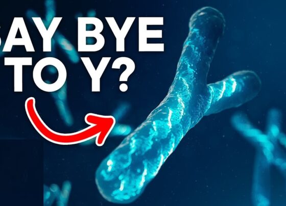 Introduction The Y chromosome, a crucial determinant of male sex in humans and many mammals, is slowly vanishing. This alarming trend has led scientists to question whether humanity might face a future without males. The possibility of the Y chromosome disappearing within a few million years raises concerns about the survival of our species unless new sex-determining mechanisms evolve. However, recent studies on certain rodents offer a glimmer of hope. This article delves into the role of the Y chromosome, its decline, and the potential implications for the future of humanity. Understanding the Role of the Y Chromosome In humans, sex determination hinges on the presence of the Y chromosome. Females have two X chromosomes, while males possess one X and one Y chromosome. Despite its small size, with only about 55 genes compared to the X chromosome’s 900, the Y chromosome plays a critical role in triggering male development. The key gene responsible for this is the SRY (sex-determining region Y) gene. Around 12 weeks into pregnancy, the SRY gene activates a genetic pathway that leads to the formation of male reproductive organs. This activation triggers the SOX9 gene, which is essential for male development in vertebrates. Without the Y chromosome, the formation of male characteristics in embryos would not occur, making it indispensable for the continuation of our species. The Decline of the Y Chromosome While the Y chromosome is essential, it has been gradually degenerating over millions of years. Originally, the Y chromosome had as many genes as the X chromosome, but over time, it has lost most of its active genes. The X and Y chromosomes were once identical, but evolutionary changes have caused the Y chromosome to shrink significantly. Today, it retains only about 55 genes, a stark contrast to the 900 genes on the X chromosome. This reduction has sparked debate among scientists about the future of the Y chromosome. Some predict it will disappear entirely within the next 11 million years, while others believe it could persist indefinitely. The uncertainty surrounding the Y chromosome's fate has led to concerns about the long-term survival of humanity, given its crucial role in male sex determination. Rodents That Survived Without the Y Chromosome Despite the grim outlook, nature offers examples of species that have survived the loss of the Y chromosome. Two rodent lineages, the mole voles of Eastern Europe and the spiny rats of Japan, have already lost their Y chromosome and continue to thrive. In these species, males and females both have X chromosomes, but the Y chromosome and the SRY gene are absent. A research team led by Asato Kuroiwa from Hokkaido University studied the spiny rats and found that most of the Y chromosome's genes had been relocated to other chromosomes. However, the SRY gene, which is crucial for male sex determination, was missing. Instead, they discovered a small duplication near the SOX9 gene on chromosome 3 in males, which appears to substitute for the SRY gene. This adaptation suggests that spiny rats have evolved a new mechanism for male sex determination without the Y chromosome, offering a potential model for how other species, including humans, might adapt in the future. Implications for the Future of Humanity The potential disappearance of the human Y chromosome raises significant questions about the future of our species. Unlike some reptiles that can reproduce asexually, mammals, including humans, require sperm for reproduction, making the presence of males indispensable. If the Y chromosome were to vanish without a replacement mechanism evolving, it could lead to the extinction of humanity. However, the evolution of a new sex-determining gene, as seen in spiny rats, offers hope. This evolutionary adaptability could prevent human extinction, but it comes with risks. If different regions develop unique sex-determining systems, it could lead to the emergence of new human species, each with distinct sex chromosomes. This scenario raises the possibility that in millions of years, Earth might be home to several different human species, each isolated by their unique genetic makeup. How the Y Chromosome Determines Sex To better understand the stakes, it's important to delve into how the Y chromosome determines sex in humans. As mentioned earlier, the Y chromosome carries the SRY gene, which is responsible for initiating male development. This gene activates other genes that lead to the formation of the testes, which produce male hormones necessary for male characteristics. Without the Y chromosome, this process would not occur, making the existence of males—and by extension, human reproduction—reliant on the Y chromosome. The potential disappearance of this chromosome, therefore, poses a direct threat to the continuation of our species. The Future of the Y Chromosome and Humanity The possible extinction of the Y chromosome is not just a biological curiosity; it is a critical issue that could shape the future of humanity. While some lizards and snakes can reproduce without males through a process called parthenogenesis, humans and other mammals cannot. This means that without the Y chromosome, human reproduction as we know it would be impossible. However, the adaptability seen in rodents like the spiny rat provides a possible pathway for human survival. If a new sex-determining mechanism were to evolve, it could ensure the continuation of our species. But this evolution could also lead to a fragmented human race, with different populations developing distinct sex-determining systems and potentially becoming separate species over time. Conclusion The fate of the Y chromosome is a topic of intense scientific debate, with significant implications for the future of humanity. While the gradual loss of the Y chromosome raises concerns about male extinction, the adaptability seen in some rodents offers hope. The evolution of new sex-determining mechanisms could ensure human survival, though it might lead to the emergence of new human species. As we look to the future, understanding and preparing for the potential changes in our genetic makeup will be crucial for the long-term survival of our species.