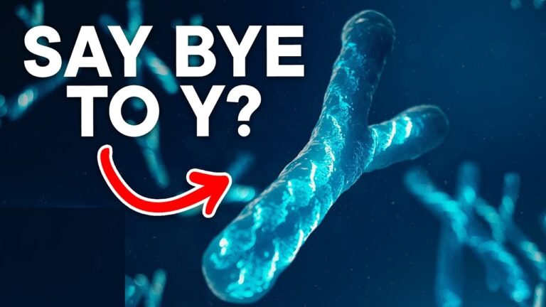 Introduction The Y chromosome, a crucial determinant of male sex in humans and many mammals, is slowly vanishing. This alarming trend has led scientists to question whether humanity might face a future without males. The possibility of the Y chromosome disappearing within a few million years raises concerns about the survival of our species unless new sex-determining mechanisms evolve. However, recent studies on certain rodents offer a glimmer of hope. This article delves into the role of the Y chromosome, its decline, and the potential implications for the future of humanity. Understanding the Role of the Y Chromosome In humans, sex determination hinges on the presence of the Y chromosome. Females have two X chromosomes, while males possess one X and one Y chromosome. Despite its small size, with only about 55 genes compared to the X chromosome’s 900, the Y chromosome plays a critical role in triggering male development. The key gene responsible for this is the SRY (sex-determining region Y) gene. Around 12 weeks into pregnancy, the SRY gene activates a genetic pathway that leads to the formation of male reproductive organs. This activation triggers the SOX9 gene, which is essential for male development in vertebrates. Without the Y chromosome, the formation of male characteristics in embryos would not occur, making it indispensable for the continuation of our species. The Decline of the Y Chromosome While the Y chromosome is essential, it has been gradually degenerating over millions of years. Originally, the Y chromosome had as many genes as the X chromosome, but over time, it has lost most of its active genes. The X and Y chromosomes were once identical, but evolutionary changes have caused the Y chromosome to shrink significantly. Today, it retains only about 55 genes, a stark contrast to the 900 genes on the X chromosome. This reduction has sparked debate among scientists about the future of the Y chromosome. Some predict it will disappear entirely within the next 11 million years, while others believe it could persist indefinitely. The uncertainty surrounding the Y chromosome's fate has led to concerns about the long-term survival of humanity, given its crucial role in male sex determination. Rodents That Survived Without the Y Chromosome Despite the grim outlook, nature offers examples of species that have survived the loss of the Y chromosome. Two rodent lineages, the mole voles of Eastern Europe and the spiny rats of Japan, have already lost their Y chromosome and continue to thrive. In these species, males and females both have X chromosomes, but the Y chromosome and the SRY gene are absent. A research team led by Asato Kuroiwa from Hokkaido University studied the spiny rats and found that most of the Y chromosome's genes had been relocated to other chromosomes. However, the SRY gene, which is crucial for male sex determination, was missing. Instead, they discovered a small duplication near the SOX9 gene on chromosome 3 in males, which appears to substitute for the SRY gene. This adaptation suggests that spiny rats have evolved a new mechanism for male sex determination without the Y chromosome, offering a potential model for how other species, including humans, might adapt in the future. Implications for the Future of Humanity The potential disappearance of the human Y chromosome raises significant questions about the future of our species. Unlike some reptiles that can reproduce asexually, mammals, including humans, require sperm for reproduction, making the presence of males indispensable. If the Y chromosome were to vanish without a replacement mechanism evolving, it could lead to the extinction of humanity. However, the evolution of a new sex-determining gene, as seen in spiny rats, offers hope. This evolutionary adaptability could prevent human extinction, but it comes with risks. If different regions develop unique sex-determining systems, it could lead to the emergence of new human species, each with distinct sex chromosomes. This scenario raises the possibility that in millions of years, Earth might be home to several different human species, each isolated by their unique genetic makeup. How the Y Chromosome Determines Sex To better understand the stakes, it's important to delve into how the Y chromosome determines sex in humans. As mentioned earlier, the Y chromosome carries the SRY gene, which is responsible for initiating male development. This gene activates other genes that lead to the formation of the testes, which produce male hormones necessary for male characteristics. Without the Y chromosome, this process would not occur, making the existence of males—and by extension, human reproduction—reliant on the Y chromosome. The potential disappearance of this chromosome, therefore, poses a direct threat to the continuation of our species. The Future of the Y Chromosome and Humanity The possible extinction of the Y chromosome is not just a biological curiosity; it is a critical issue that could shape the future of humanity. While some lizards and snakes can reproduce without males through a process called parthenogenesis, humans and other mammals cannot. This means that without the Y chromosome, human reproduction as we know it would be impossible. However, the adaptability seen in rodents like the spiny rat provides a possible pathway for human survival. If a new sex-determining mechanism were to evolve, it could ensure the continuation of our species. But this evolution could also lead to a fragmented human race, with different populations developing distinct sex-determining systems and potentially becoming separate species over time. Conclusion The fate of the Y chromosome is a topic of intense scientific debate, with significant implications for the future of humanity. While the gradual loss of the Y chromosome raises concerns about male extinction, the adaptability seen in some rodents offers hope. The evolution of new sex-determining mechanisms could ensure human survival, though it might lead to the emergence of new human species. As we look to the future, understanding and preparing for the potential changes in our genetic makeup will be crucial for the long-term survival of our species.