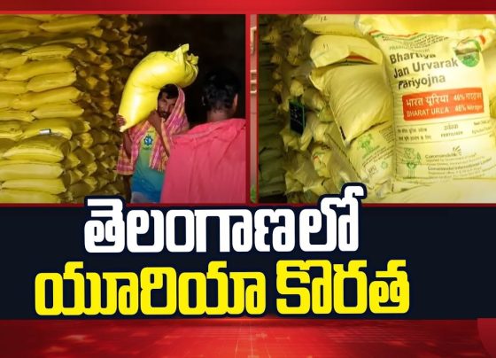 In the heart of India's agricultural landscape, Telangana farmers face a pressing challenge: a severe urea shortage that threatens crop yields and livelihoods. As the Kharif season unfolds in 2025, this crisis has sparked heated debates, protests, and political finger-pointing. But what really causes this shortage? How does it impact local farmers, and what steps does the Telangana government take to address it? In this comprehensive guide, we dive deep into the urea shortage in Telangana, exploring global influences, domestic production hurdles, political dynamics, and innovative solutions. Whether you're a farmer in Hyderabad, Warangal, or Nizamabad seeking clarity, or an agriculture enthusiast tracking fertilizer trends in India, this article uncovers the facts to help you understand and navigate the issue. Understanding Urea's Role in Telangana Agriculture Urea stands as a cornerstone of modern farming, providing essential nitrogen that boosts plant growth and enhances crop productivity. In Telangana, where agriculture employs over 60% of the population and contributes significantly to the state's economy, urea demand soars during planting seasons like Kharif. Farmers rely on this affordable fertilizer to cultivate paddy, cotton, maize, and other staples that feed millions and drive exports. Telangana's fertile lands, irrigated by projects like the Godavari and Krishna river systems, have transformed the region into a key rice bowl. However, the state's dependence on urea—often subsidized to keep costs low—exposes vulnerabilities when supplies falter. In 2025, the urea shortage in Telangana echoes broader national and global fertilizer challenges, but it hits hardest here due to the state's intensive farming practices. Experts estimate that inadequate urea can reduce yields by up to 30%, leading to financial losses and food security risks. To grasp the current crisis, consider urea's journey from production to fields. India imports a large portion of its urea, supplementing domestic output from plants like those operated by the National Fertilizers Limited (NFL) and Ramagundam Fertilizer Corporation Ltd. (RFCL). Disruptions anywhere along this chain ripple through to farmers, amplifying the urgency for transparent information and effective interventions. Global Geopolitics Fueling Urea Import Disruptions in India Global events often dictate local realities, and the urea shortage in Telangana exemplifies this interconnectedness. In 2025, international conflicts and logistical bottlenecks severely hamper urea imports, creating a domino effect on Indian agriculture. The ongoing Russia-Ukraine war disrupts key supply chains, as Russia ranks among the world's top urea exporters. Sanctions and blockades limit shipments, driving up prices and delaying deliveries. Similarly, tensions between Iran and Israel add instability in the Middle East, affecting fertilizer trade routes. Compounding these issues, attacks on shipping in the Red Sea—linked to Houthi rebels—force vessels to reroute around Africa, increasing transit times and costs. For Telangana specifically, the central government allocated 3.94 lakh metric tonnes (LMT) of imported urea for the April to August 2025 period. Yet, due to these global disruptions, only a fraction arrives on time. Out of the promised 3.96 LMT, suppliers deliver just 2.10 LMT, leaving a gaping shortfall. This isn't isolated; farmers across India, from Punjab to Tamil Nadu, grapple with similar delays. Imagine a farmer in Karimnagar district, preparing fields for paddy sowing, only to find empty fertilizer depots. These import hiccups not only strain supplies but also inflate black market prices, where urea bags sell at premiums of 50-100%. To mitigate this, experts advocate diversifying import sources, perhaps turning to stable suppliers like China or the United States, though geopolitical risks persist. Domestic Production Challenges: The RFCL Shutdown and Its Ripple Effects While imports grab headlines, domestic production issues form the core of Telangana's urea woes. The central government primarily assigns urea from the Ramagundam Fertilizer Corporation Ltd. (RFCL) to the state, leveraging its proximity in Peddapalli district. However, operational setbacks at RFCL exacerbate the crisis. In 2025, RFCL allocates 1.69 LMT to Telangana, but delivers only 1.06 LMT by August. A major shutdown lasting 78 days since May—due to technical glitches, maintenance needs, and possibly supply chain interruptions—results in a 62,000 metric tonne deficit. This underproduction isn't new; RFCL, a joint venture between NFL and Engineers India Ltd., has faced efficiency challenges since its commissioning in 2021. Telangana's agriculture ministry highlights how these domestic failures compound global problems, creating a nationwide shortage. Even states governed by the Bharatiya Janata Party (BJP), such as Madhya Pradesh and Uttar Pradesh, witness farmer protests over urea scarcity. In Madhya Pradesh, reports indicate queues stretching for kilometers, while Uttar Pradesh farmers stage dharnas demanding supplies. Why does this matter for Telangana? The state's allocation for Kharif 2025 totals 9.80 LMT from the center, with 8.30 LMT earmarked by August. Yet, actual supplies reach only 5.72 LMT, yielding a 2.58 LMT shortfall. This gap forces farmers to delay planting or use suboptimal alternatives, risking lower harvests amid rising input costs. Addressing domestic production requires investment in plant modernization and capacity expansion. Initiatives like the Atmanirbhar Bharat campaign aim to boost self-reliance, but progress lags. Telangana officials push for more allocations from efficient plants like those in Gujarat or Odisha to bridge the immediate void. Political Narratives and Misinformation Surrounding Telangana Urea Shortage Politics often muddies the waters in agricultural crises, and the urea shortage in Telangana is no exception. Opposition parties seize the opportunity to criticize the state government, fueling panic and division among farmers. The Bharat Rashtra Samithi (BRS), formerly the ruling party, orchestrates dramatic protests to highlight the issue. They organize events where farmers line up with slippers symbolizing frustration, stage skits mimicking birthday celebrations with fake urea bags, and flood social media with claims blaming Chief Minister Revanth Reddy's administration. These tactics, while attention-grabbing, distract from constructive solutions and heighten farmer anxiety. Meanwhile, BJP leaders in Telangana point fingers at the state government, conveniently overlooking similar struggles in BJP-ruled states. This selective narrative ignores the central government's role in imports and allocations, shifting blame downward. As Agriculture Minister Thummala Nageswara Rao asserts in his open letter, these actions politicize a genuine crisis without aiding farmers. Instead of fostering unity, they deepen distress. Farmers in districts like Khammam or Medak, already stressed by erratic monsoons, deserve facts over fiction. To counter misinformation, the Telangana government launches awareness campaigns via Rythu Bandhu portals and village meetings. Educating farmers on verified supply updates and alternatives empowers them to make informed decisions, reducing the impact of political theater. Telangana Government's Proactive Measures Against Urea Crisis Amid the chaos, the Telangana government under Chief Minister Revanth Reddy takes decisive action to secure urea supplies. Anticipating import vulnerabilities, state officials lobby the center relentlessly for adjustments. From early 2025, the agriculture department sends seven formal letters to the Union Ministry of Chemicals and Fertilizers, urging a shift from import-dependent allocations to domestic sources. Chief Minister Reddy personally discusses the matter with the Union Minister, emphasizing Telangana's needs. Additionally, Telangana MPs stage protests in Delhi and meet key officials to amplify the state's voice. These efforts yield results: The center commits to an extra 50,000 MT, with 35,000 MT arriving recently. This infusion eases immediate pressures, allowing distribution to priority areas like paddy-growing zones. Beyond advocacy, the state explores on-ground strategies. They streamline distribution through Primary Agricultural Cooperative Societies (PACS), ensuring equitable access. Mobile apps track stock levels in real-time, helping farmers locate available urea without endless queues. Looking ahead, Telangana invests in farmer training programs on efficient urea usage, promoting techniques like soil testing to optimize application. These initiatives not only address the current shortage but build resilience for future seasons. Impact of Urea Shortage on Telangana Farmers and Economy The urea crisis extends far beyond empty shelves; it strikes at the core of Telangana's rural economy. Farmers, many smallholders with less than two hectares, face dire consequences. Delayed urea application stunts crop growth, potentially slashing paddy yields by 20-40% in rain-fed areas. In Nalgonda district, for instance, cotton farmers report wilting plants due to nitrogen deficiency, leading to estimated losses of ₹5,000-10,000 per acre. This financial strain pushes some into debt, exacerbating rural poverty. Economically, Telangana's GDP, with agriculture contributing around 15%, suffers. Reduced harvests could inflate food prices, affecting urban consumers in Hyderabad and beyond. Export-oriented crops like chilies and turmeric face quality dips, harming India's global trade position. Socially, the shortage breeds frustration, fueling migrations to cities or shifts to non-farm jobs. Women farmers, who often handle fertilizer application, bear additional burdens. Health impacts arise too, as over-reliance on alternatives might degrade soil, leading to long-term fertility issues. Yet, resilient Telangana farmers adapt. Some turn to organic manures or bio-fertilizers, though scaling these remains challenging. Community groups in Adilabad share resources, demonstrating grassroots solidarity amid adversity. Exploring Alternatives: Nano Urea and Balanced Fertilization in Telangana Innovation offers hope in tackling urea dependency. Nano urea, a liquid formulation developed by IFFCO, emerges as a game-changer for Telangana farmers. This eco-friendly alternative delivers nitrogen more efficiently, with one 500ml bottle equating to a 45kg urea bag. It reduces leaching, cuts costs by up to 50%, and improves soil health by minimizing chemical residues. In pilot programs in Mahabubnagar, nano urea boosts yields while lowering water usage—a boon in drought-prone areas. The government promotes nano urea through subsidies and demos, aiming for widespread adoption. However, challenges like awareness gaps and initial skepticism persist. Training sessions address these, teaching farmers application methods via drones or sprayers. Another strategy involves balancing fertilizers. Urea's low price (₹266 per bag) contrasts sharply with complex fertilizers like DAP (₹1,350+) or NPK blends (₹1,500+). This disparity encourages overuse of urea, depleting soils of phosphorus and potassium. Telangana advocates price rationalization to encourage diversified usage. By narrowing the gap, farmers can adopt integrated nutrient management, blending urea with organics for sustainable farming. Long-term, this reduces import reliance and enhances productivity. Long-Term Solutions: Boosting Domestic Urea Production in India To prevent recurring shortages, India must strengthen domestic urea production. Telangana's demands align with national goals, pushing for expanded capacities. Key proposals include reviving closed plants like those in Sindri or Gorakhpur, and investing in green urea technologies using renewable energy. RFCL's upgrades could add 1-2 LMT annually, directly benefiting Telangana. Policy reforms, such as the New Urea Policy 2025, aim to incentivize efficiency. Public-private partnerships attract investments, while R&D focuses on drought-resistant crops needing less nitrogen. For Telangana, local initiatives like establishing mini-urea units in industrial hubs could decentralize production. Collaborations with research bodies like ICRISAT in Hyderabad develop tailored solutions, integrating AI for demand forecasting. Global diplomacy plays a role too—securing stable trade pacts ensures buffer stocks. By 2030, these efforts could make India urea self-sufficient, shielding farmers from external shocks. Appeal to Telangana Farmers: Unity Amid Adversity Farmers of Telangana, your perseverance fuels the nation's growth. The current urea shortage stems not from state neglect but from central inefficiencies and global turmoil. Under Chief Minister Revanth Reddy's leadership, your government fights tirelessly for fair allocations. Resist misleading narratives from BRS agitations or BJP blame-shifting. Instead, engage with local agriculture officers for updates and alternatives. Together, we ensure no farmer lacks essential inputs. Thummala Nageswara Rao, as your Agriculture Minister, commits to transparency and action. We will secure every due urea bag, fostering a prosperous Telangana. Comparative Analysis: Urea Shortages in Other Indian States Telangana isn't alone; urea crises plague multiple states in 2025. In BJP-ruled Uttar Pradesh, allocations of 20.65 LMT yield only partial supplies, sparking protests in Lucknow. Madhya Pradesh reports 7.95 LMT shortfalls, with farmers blocking highways. Contrastingly, Punjab manages better through robust cooperatives, receiving 7.85 LMT on time. Tamil Nadu, facing similar import issues, supplements with state subsidies for alternatives. This comparison underscores that the problem is systemic, not regional. Telangana's proactive lobbying sets an example, potentially inspiring interstate collaborations for joint demands from the center. Environmental Implications of Urea Overuse and Shortages Urea's environmental footprint demands attention. Excessive application pollutes groundwater with nitrates, harming ecosystems in Telangana's Krishna basin. Shortages, ironically, force reflection on sustainable practices. Promoting precision farming—using sensors for targeted application—cuts waste. Organic farming hubs in Suryapet demonstrate viability, yielding comparable outputs with less environmental harm. Climate change amplifies risks; erratic rains in 2025 heighten urea's importance yet expose supply vulnerabilities. Telangana's Green Revolution 2.0 initiative integrates climate-smart agriculture, blending tech with tradition for eco-resilient farming.